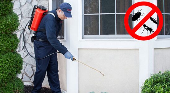 Sinanpaşa Kene İlaçlama böcek ilaçlama ve haşere kontrolü — ilaclama-tr.com